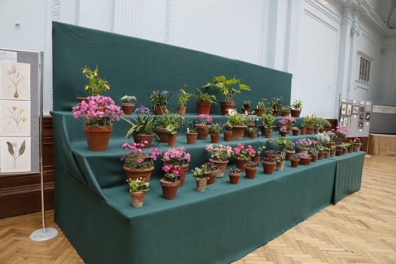 Display of Alpine Plants