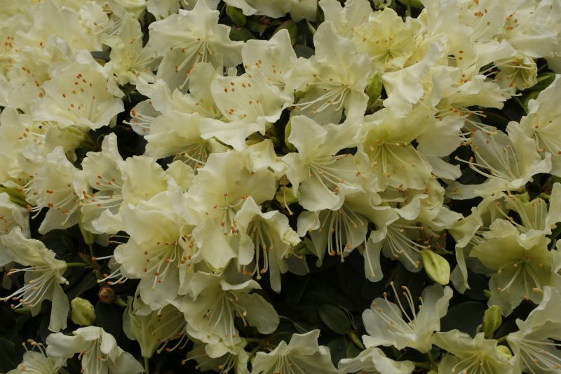 Rhododendron keiskei var. ozawae 'Yaku Fairy'
