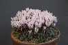 Cyclamen graecum ssp candicum