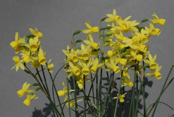 Narcissus cantabricus var. petunioides x triandrus