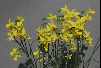 Narcissus cantabricus var. petunioides x triandrus