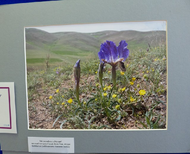 Iris paradoxa x sari (photo)