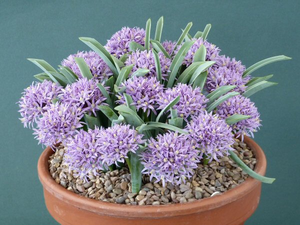 Allium shelkovnikovii