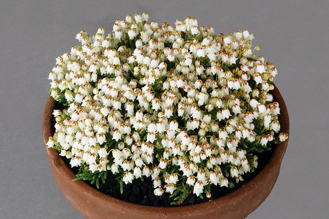 Cassiope lycopodioides 'Jim Lever'