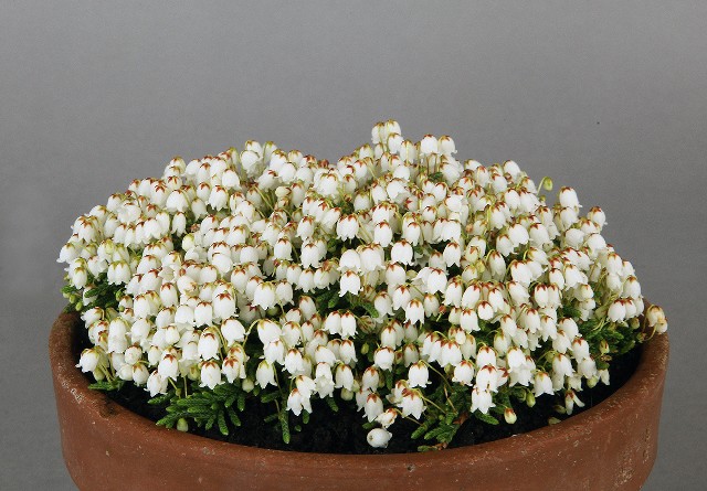 Cassiope lycopodioides 'Jim Lever'