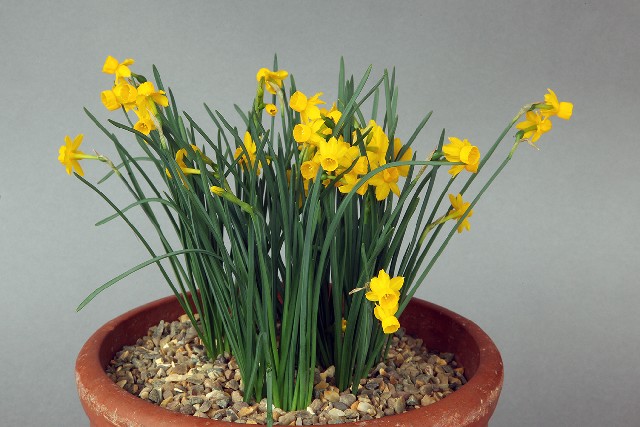 Narcissus calcicola x watieri