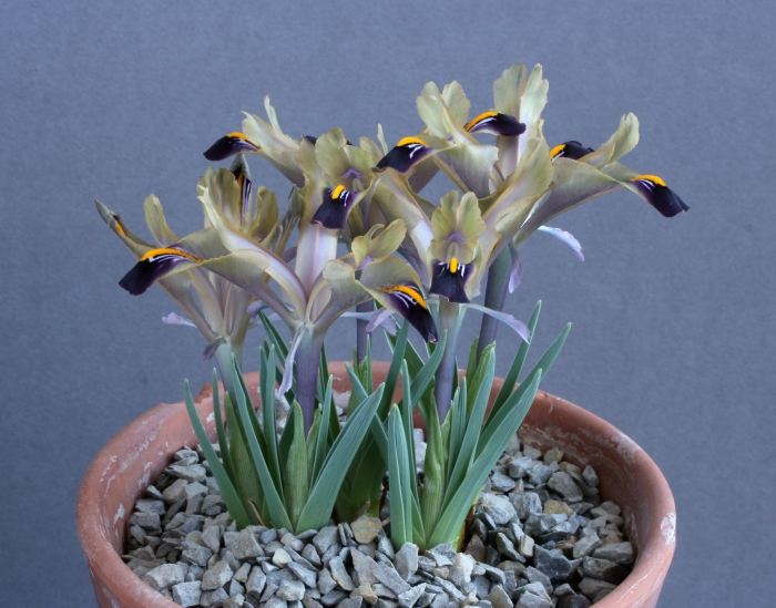 Iris galatica