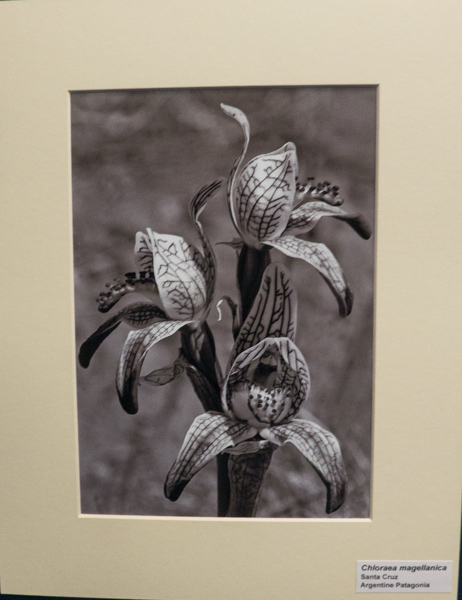 Photograph of Chloraea magellanica