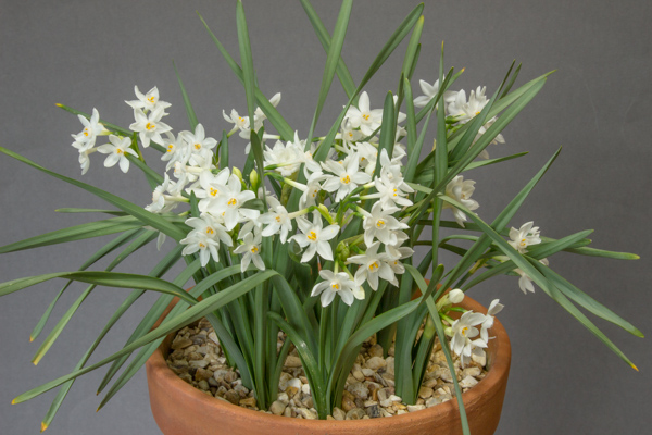 Narcissus panizzianus