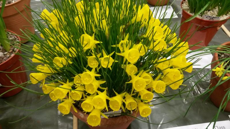 Narsissus bulbocodium conspicuus