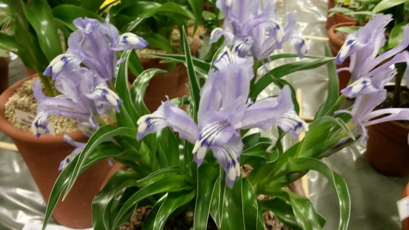 Iris wilmottiana