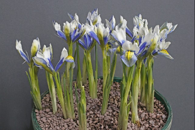 Iris reticulata 'Sea Breeze'