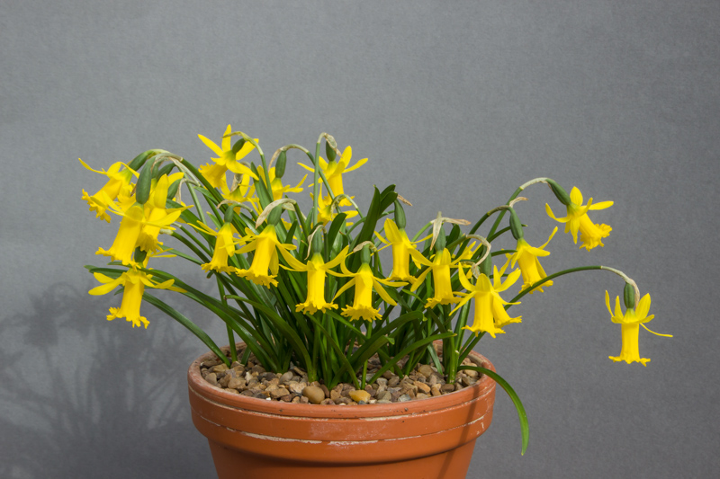 Narcissus 'Fringella Group'