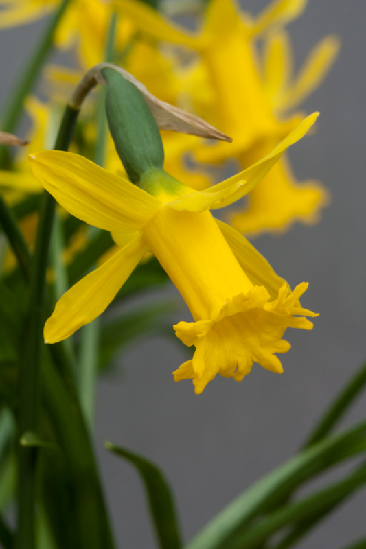 Narcissus 'Fringella Group'
