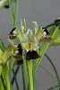 Iris tuberosus