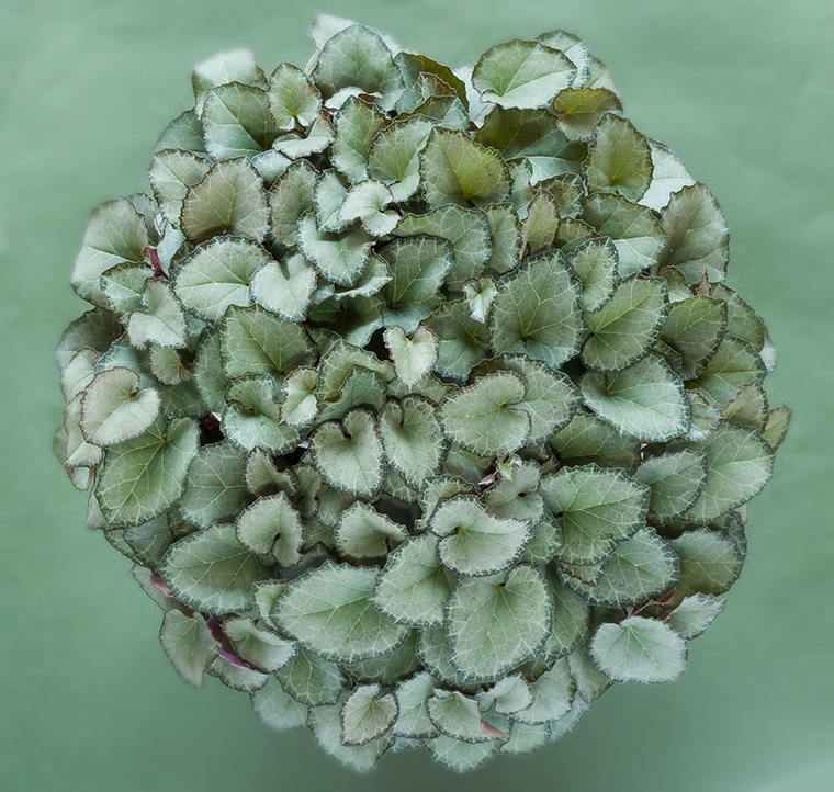 Cyclamen graecum ssp. graecum