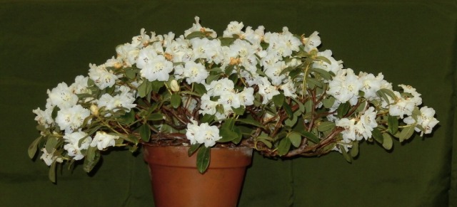Rhododendron 'Lucy Lou'