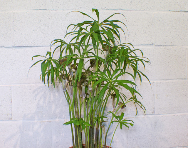 Arisaema ciliatum ssp liubaense