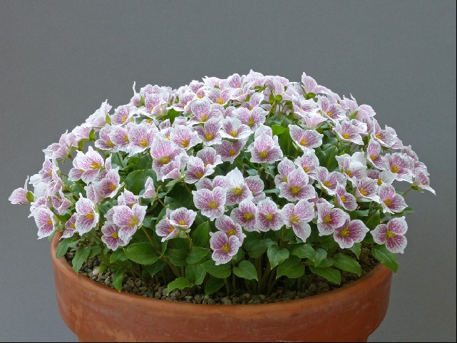 Trillium rivale 'Purple Heart'