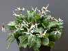 Erythronium dens-canis 'Snowflake'