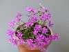 Hepatica 'Isari'
