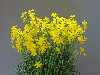 Narcissus cordubensis