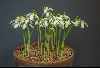 Galanthus reginae-olgae 'Tilebarn Jamie'