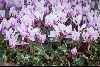 Cyclamen hederifolium ssp crassifolium