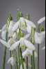 Galanthus peshmenii