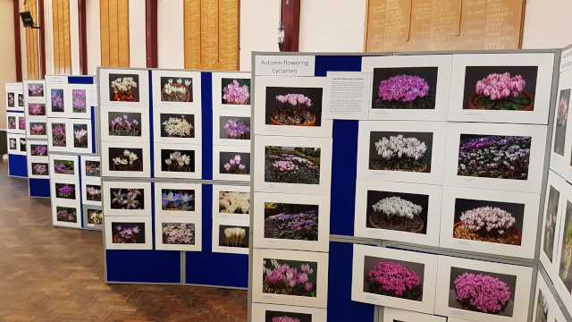 Colchicum & Other Autumn-Flowering Bulbs Photographic Display