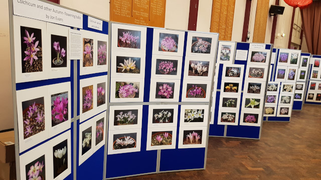 Colchicum & Other Autumn-Flowering Bulbs Photographic Display