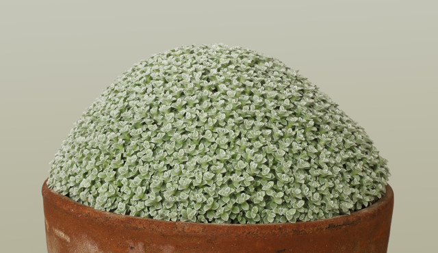 Helichrysum pagophilum