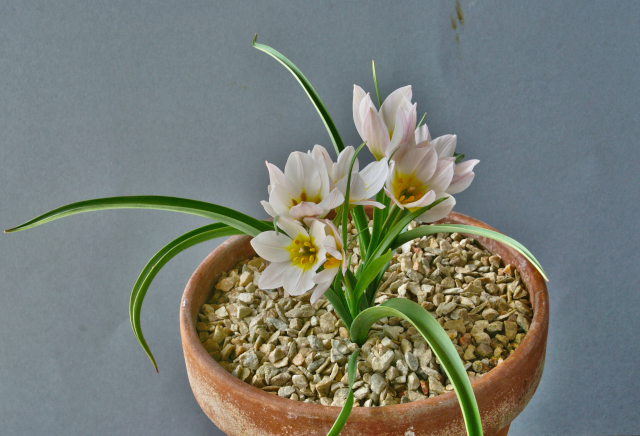 Tulipa cretica 'Archanes'