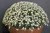 Saxifraga pubescens 'Snowcap'