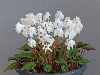 Cyclamen hederifolium album 'Stargazer'