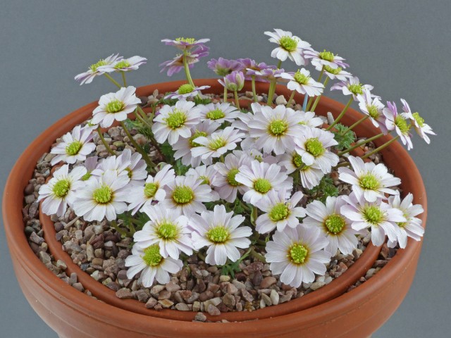 Callianthemum kernerianum