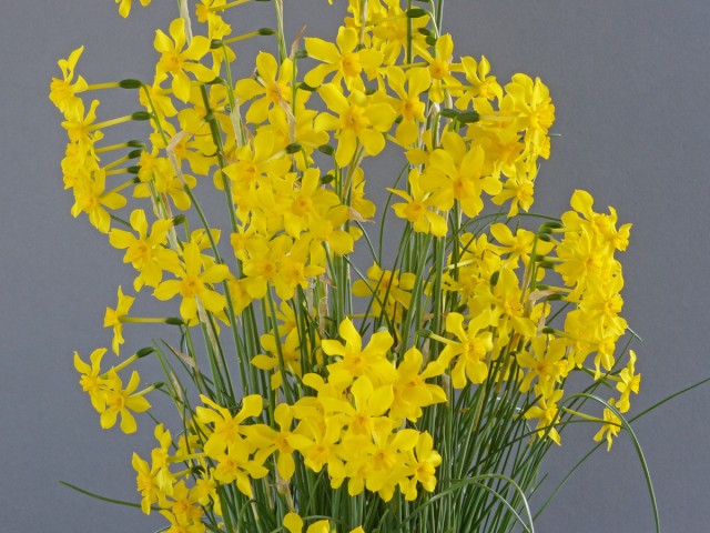 Narcissus henriquesii