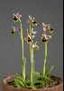 Ophrys tenthredenifera
