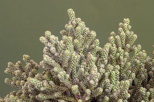 Ozothamnus coralloides