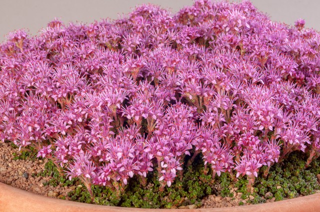 Saxifraga retusa ssp. augustana