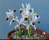 Iris rosenbachiana Darwas Strain