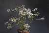 Pelargonium auritum ssp carneum