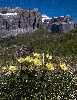 Pulsatilla alpina subsp. apiifolia