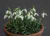 Galanthus reginae-olgae ssp vernalis MT4027