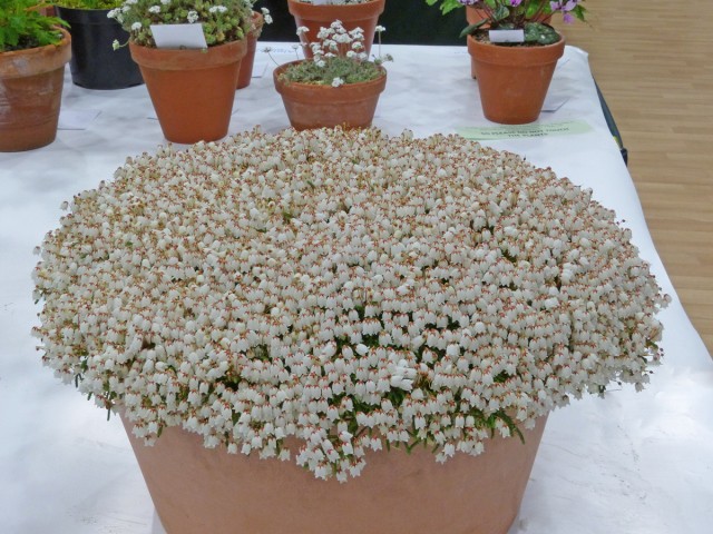 Cassiope lycopodioides 'Beatrice Lilley'