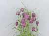 Fririllaria meleagris