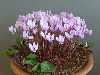 Cyclamen hederifolium ssp. crassifolium