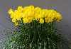 Narcissus bulbocodium obesus 'Lee Martin'
