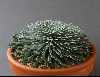 Saxifraga longifolia