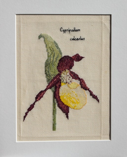 Cypripedium calceolus (cross-stitch)